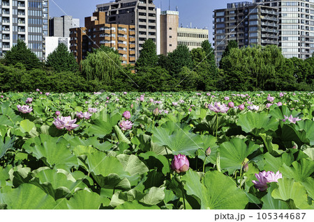 東京都 上野公園 不忍池 蓮の花 東京都 上野公園 不忍池 蓮の花 105344687