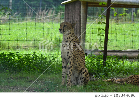 木陰で休むチーター 105344696