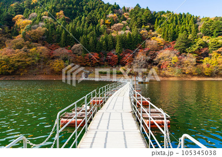 東京奥多摩 紅葉の奥多摩湖 留浦の浮橋 東京奥多摩 紅葉の奥多摩湖 留浦の浮橋 105345038