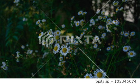 夕方の花畑に咲くヒメジョオンの花 105345074