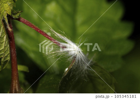 スケバハゴロモ幼虫 スケバハゴロモ幼虫 105345181