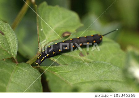 セスジスズメの幼虫 105345269