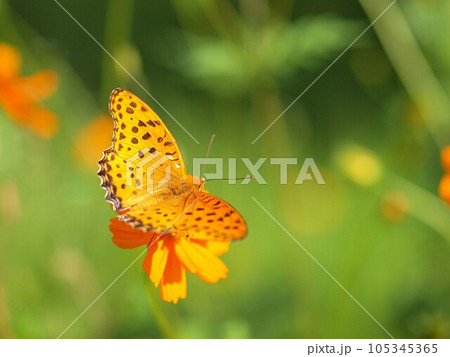 キバナコスモスの蜜を吸うツマグロヒョウモンの雄 105345365