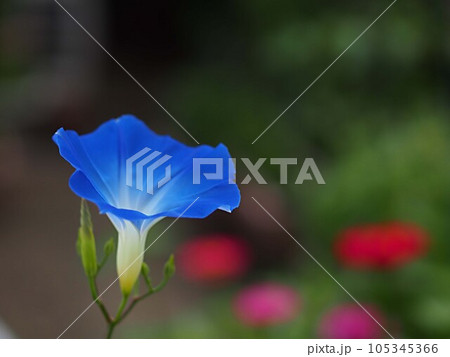 青いアサガオの花 105345366