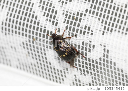 セマダラコガネ 105345412