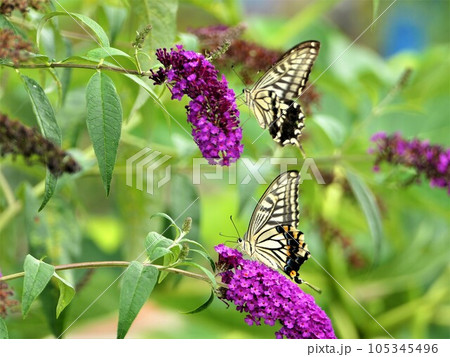 ブッドレア（フサフジウツギ）とキアゲハの雄雌 105345496