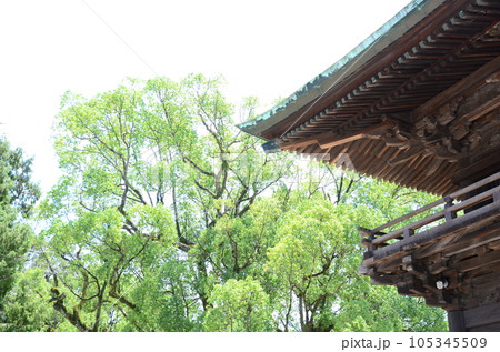 新緑に包まれる神社 新緑に包まれる神社 105345509