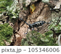 特定外来種に追加されるツヤハダゴマダラカミキリ　Anoplophora glabripennis 105346006