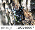 特定外来種に追加されるツヤハダゴマダラカミキリ　Anoplophora glabripennis 105346007