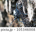 特定外来種に追加されるツヤハダゴマダラカミキリ　Anoplophora glabripennis 105346008