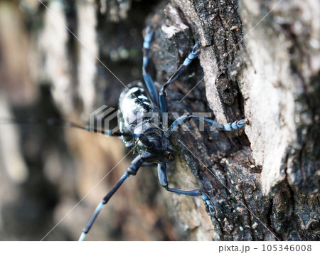 特定外来種に追加されるツヤハダゴマダラカミキリ Anoplophora glabripennis 特定外来種に追加されるツヤハダゴマダラカミキリ Anoplophora glabripennis 105346008
