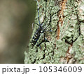 特定外来種に追加されるツヤハダゴマダラカミキリ　Anoplophora glabripennis 105346009