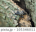 特定外来種に追加されるツヤハダゴマダラカミキリ　Anoplophora glabripennis 105346011