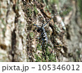 特定外来種に追加されるツヤハダゴマダラカミキリ　Anoplophora glabripennis 105346012
