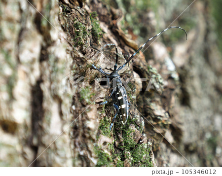 特定外来種に追加されるツヤハダゴマダラカミキリ　Anoplophora glabripennis 105346012