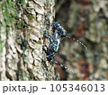 特定外来種に追加されるツヤハダゴマダラカミキリ交尾　Anoplophora glabripennis 105346013