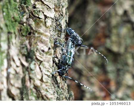 特定外来種に追加されるツヤハダゴマダラカミキリ交尾　Anoplophora glabripennis 105346013