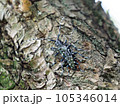特定外来種に追加されるツヤハダゴマダラカミキリ交尾　Anoplophora glabripennis 105346014