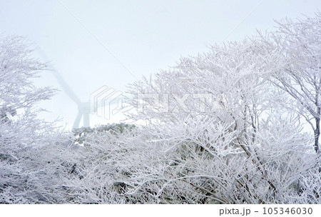 真冬の絶景　積雪の杉 105346030