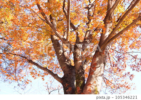 紅葉したケヤキ 紅葉したケヤキ 105346221