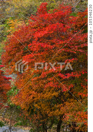 東京奥多摩 紅葉の奥多摩湖 東京奥多摩 紅葉の奥多摩湖 105346230
