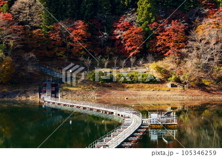 東京奥多摩　紅葉の奥多摩湖　留浦の浮橋 105346259