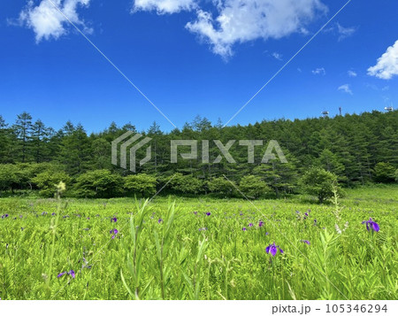 入笠湿原に咲くノハナショウブ 105346294