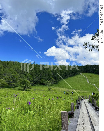 夏空と爽やかな高原の湿原　 105346304