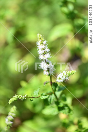 アップルミントの白い花 105346355