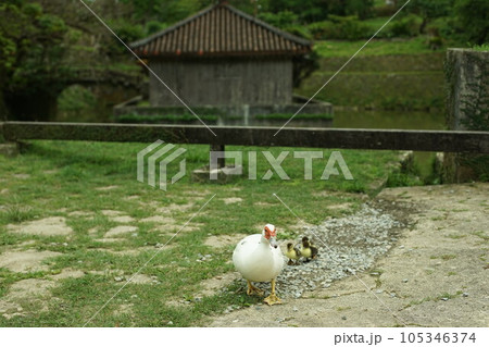 首里城公園を歩く観音アヒルの親子 (沖縄県那覇市, 2022年5月) 首里城公園を歩く観音アヒルの親子 (沖縄県那覇市, 2022年5月) 105346374