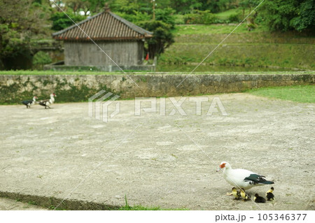 首里城公園を歩く観音アヒルの親子 （沖縄県那覇市, 2022年5月） 105346377