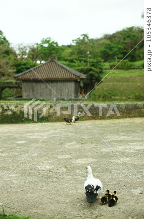 首里城公園を歩く観音アヒルの親子 (沖縄県那覇市, 2022年5月) 首里城公園を歩く観音アヒルの親子 (沖縄県那覇市, 2022年5月) 105346378