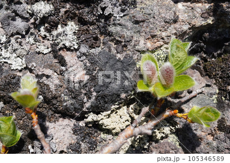エゾノタカネヤナギの尾花 エゾノタカネヤナギの尾花 105346589