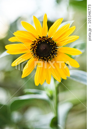 ヒマワリ(スマホ写真:大型出力には適しません) ヒマワリ(スマホ写真:大型出力には適しません) 105346773