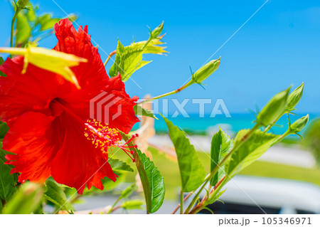 ハイビスカス 海 エメラルドグリーン リゾート 夏休み 沖縄 旅行 ハイビスカス 海 エメラルドグリーン リゾート 夏休み 沖縄 旅行 105346971