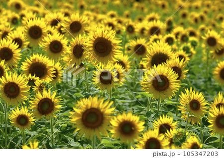 ヒマワリの花畑 ヒマワリの花畑 105347203