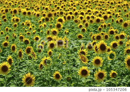 ヒマワリの花畑 105347206