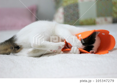 Japanese bobtail little cat with Elizabethan collar after spay surgery 105347279