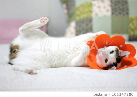 Japanese bobtail little cat with Elizabethan collar after spay surgery 105347280