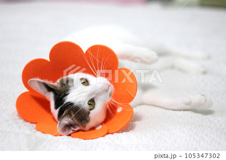 Japanese bobtail little cat with Elizabethan collar after spay surgery 105347302