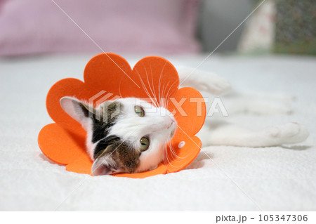 Japanese bobtail little cat with Elizabethan collar after spay surgery 105347306