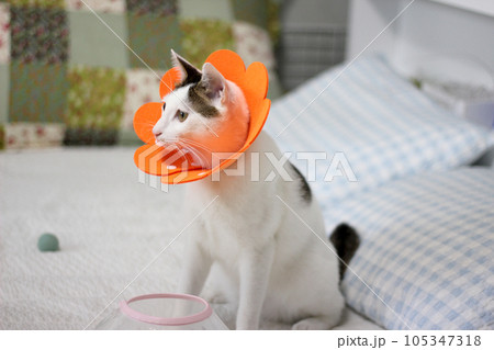 Japanese bobtail little cat with Elizabethan collar after spay surgery 105347318
