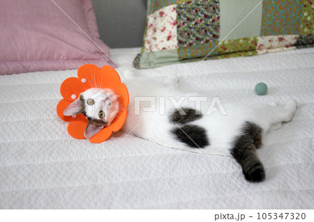 Japanese bobtail little cat with Elizabethan collar after spay surgery 105347320