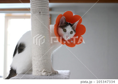 Japanese bobtail little cat with Elizabethan collar after spay surgery 105347334