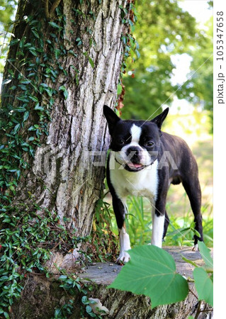 鳩山町愛郷の里の森を散歩しながら切り株の上で可愛く見つめるボストンテリアのマイティ君♡ 鳩山町愛郷の里の森を散歩しながら切り株の上で可愛く見つめるボストンテリアのマイティ君♡ 105347658