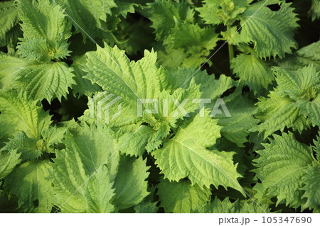 大葉　青じそ　栽培 105347690