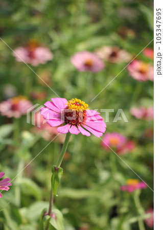 百日草　ヒャクニチソウ 105347695