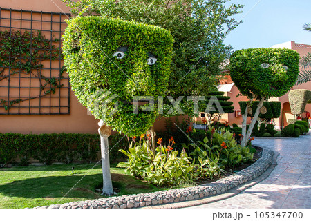 Human face pattern on tree head trunk with green background in Egypt Human face pattern on tree head trunk with green background in Egypt 105347700
