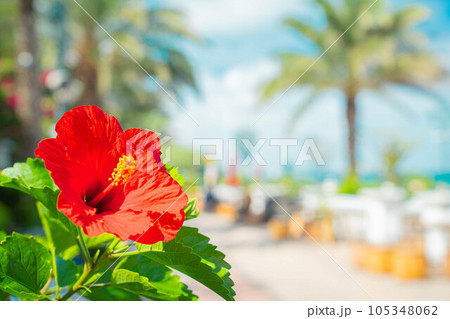 ハイビスカス アメリカンビレッジ 南国 沖縄 リゾート 旅行 バカンス トロピカル ビーチ 海 105348062
