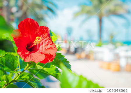 ハイビスカス アメリカンビレッジ 南国 沖縄 リゾート 旅行 バカンス トロピカル ビーチ 海 105348063